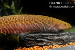 Gebänderter Messerfisch, Gymnotus carapo, 11-15 cm