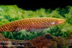 Gebänderter Messerfisch, Gymnotus carapo, 11-15 cm