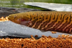Gebänderter Messerfisch, Gymnotus carapo, 11-15 cm