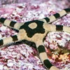 Gebänderter Schlangenstern, Ophiolepis superba