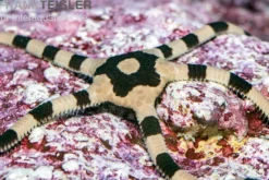 Gebänderter Schlangenstern, Ophiolepis superba