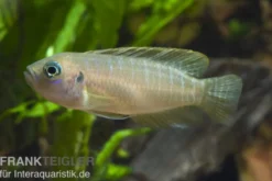 Gebänderter Schneckenbuntbarsch, Neolamprologus brevis Congo, DNZ