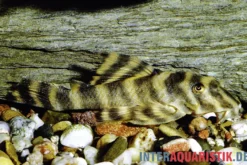 Gebänderter Zwergschilderwels, L38, Peckoltia spec., 5-7 cm DNZ