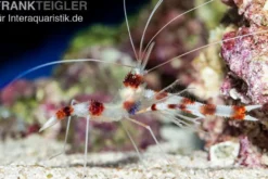 Gebänderte Scherengarnele, Stenopus hispidus