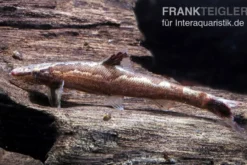 Gecko-Schmerle, Homaloptera bilineata