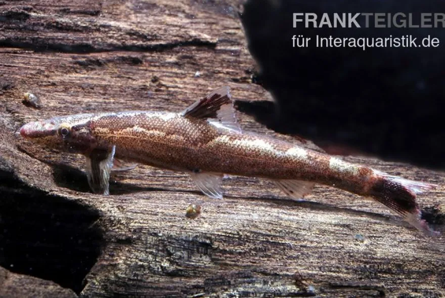 Gecko-Schmerle, Homaloptera bilineata