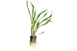 Gedrehter Wasserkelch, Cryptocoryne retrospiralis, im Topf (Ausgelistet)