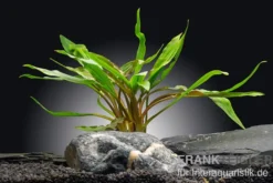 Gedrehter Wasserkelch, Cryptocoryne retrospiralis, im Topf (Ausgelistet)