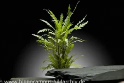 Gefiederter Wasserfreund, Hygrophila pinnatifida, im Topf