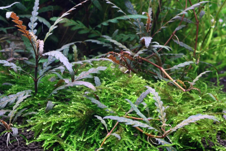 Gefiederter Wasserfreund, Hygrophila pinnatifida, im Topf