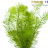 Gefiedertes Tausendblatt, Myriophyllum scrabatum, Bund