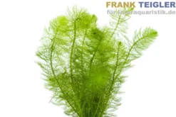 Gefiedertes Tausendblatt, Myriophyllum scrabatum, Bund