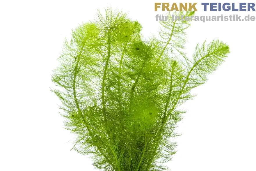 Gefiedertes Tausendblatt, Myriophyllum scrabatum, Bund