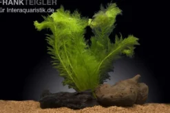 Gefiedertes Tausendblatt, Myriophyllum scrabatum, Bund