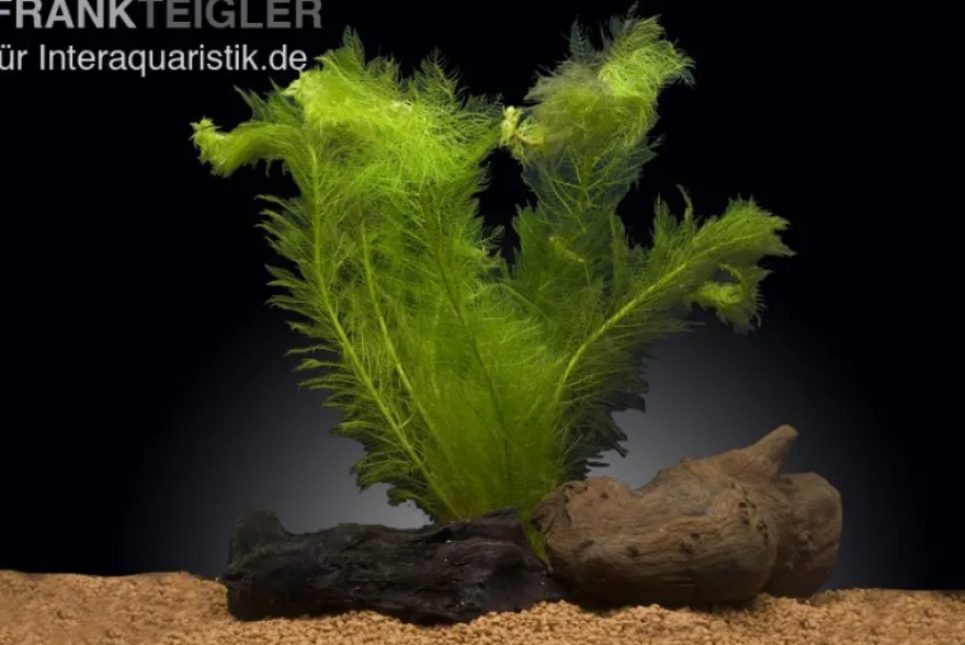 Gefiedertes Tausendblatt, Myriophyllum scrabatum, Bund