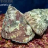 Gefleckte Kreiselschnecke, Trochus maculatus