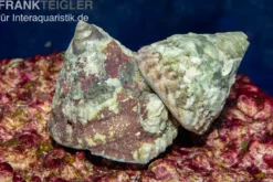 Gefleckte Kreiselschnecke, Trochus maculatus
