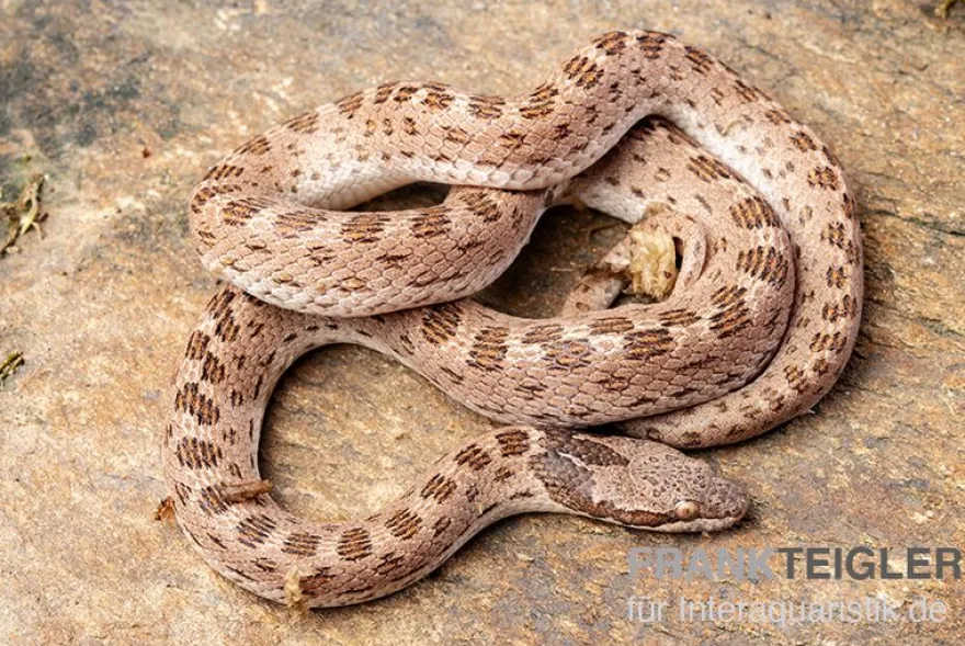 Gefleckte Nachtschlange, Hypsiglena torquata