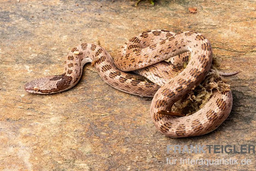 Gefleckte Nachtschlange, Hypsiglena torquata