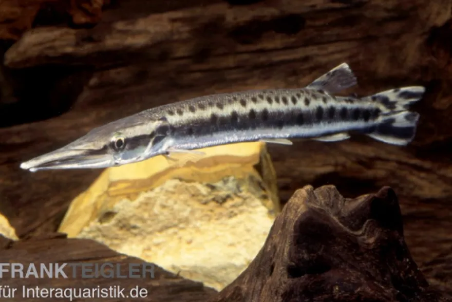 Gefleckter Hechtsalmler, Boulengerella maculata