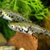Gefleckter Kaudi, Phalloceros caudimaculatus