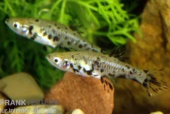Gefleckter Kaudi, Phalloceros caudimaculatus