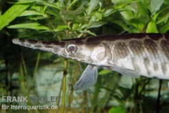 Gefleckter Knochenhecht, Kaimanfisch, Lepisosteus oculatus