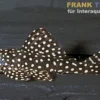 Gefleckter Pfauenharnischwels, L48, Scobinancistrus sp., 8-10 cm