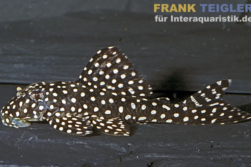 Gefleckter Pfauenharnischwels, L48, Scobinancistrus sp., 8-10 cm