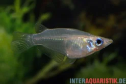 Gefleckter Reiskärpfling, Oryzias dancena (Minifisch)