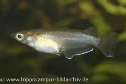 Gefleckter Reiskärpfling, Oryzias dancena (Minifisch)