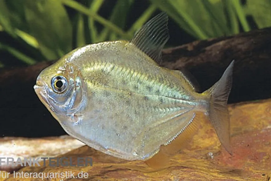 Gefleckter Scheibensalmler, Metynnis lippincottianus