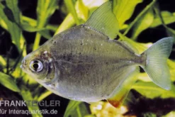 Gefleckter Scheibensalmler, Metynnis lippincottianus