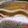 Gefleckter Stachelaal, Macrognathus maculatus