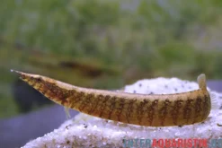 Gefleckter Stachelaal, Macrognathus maculatus