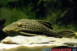 Gefleckter Streifenharnischwels, L330, Panaque spec. 18-20 cm