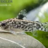 Gefleckter Zwergpanzerwels, Aspidoras pauciradiatus