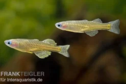 Geflecktes Blauauge, Pseudomugil gertrudae