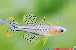 Geflecktes Blauauge, Pseudomugil gertrudae