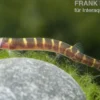 Geflecktes Dornauge, Pangio kuhli