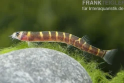 Geflecktes Dornauge, Pangio kuhli