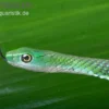 Gefleckte Strauchnatter, Philothamnus punctatus