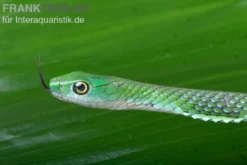 Gefleckte Strauchnatter, Philothamnus punctatus