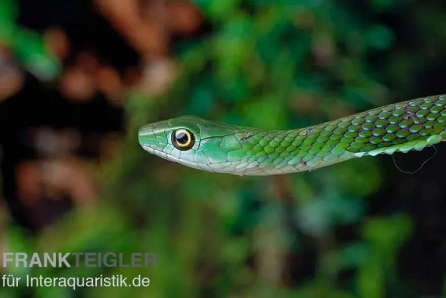 Gefleckte Strauchnatter, Philothamnus punctatus