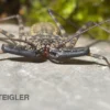 Geißelspinne, Damon diadema