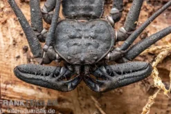 Geißelspinne, Phrynichus sp. Indonesien
