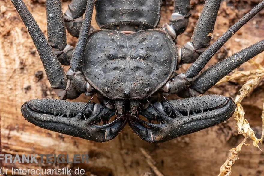 Geißelspinne, Phrynichus sp. Indonesien