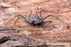 Geißelspinne, Phrynus mexicanus