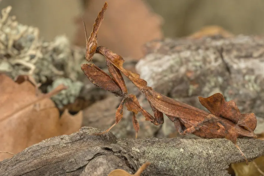 Geistermantis, Phyllocrania paradoxa