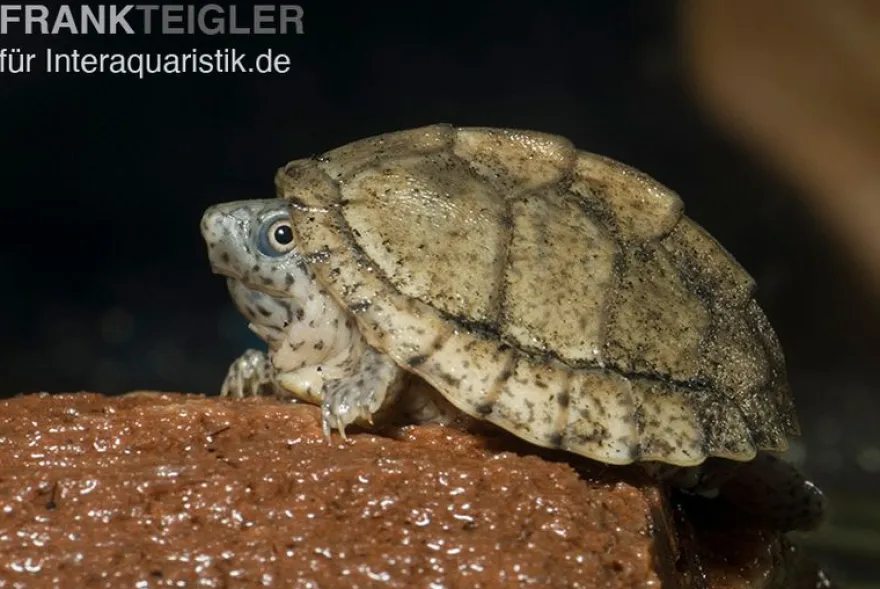 Gekielte Moschusschildkröte, Kinosternon carinatum